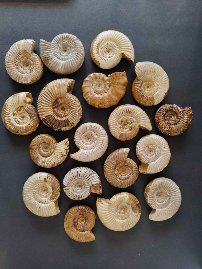 Polished Ammonite Fossil, Late Jurassic, Madagascar - Smokin Resin Company