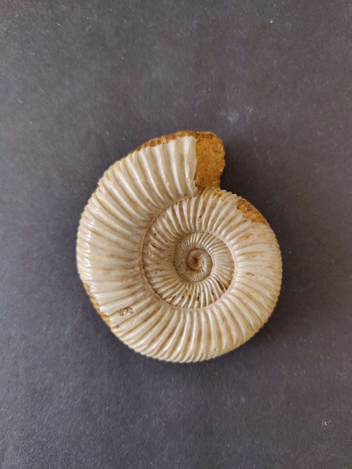 Perisphinctes 2.5" 77g