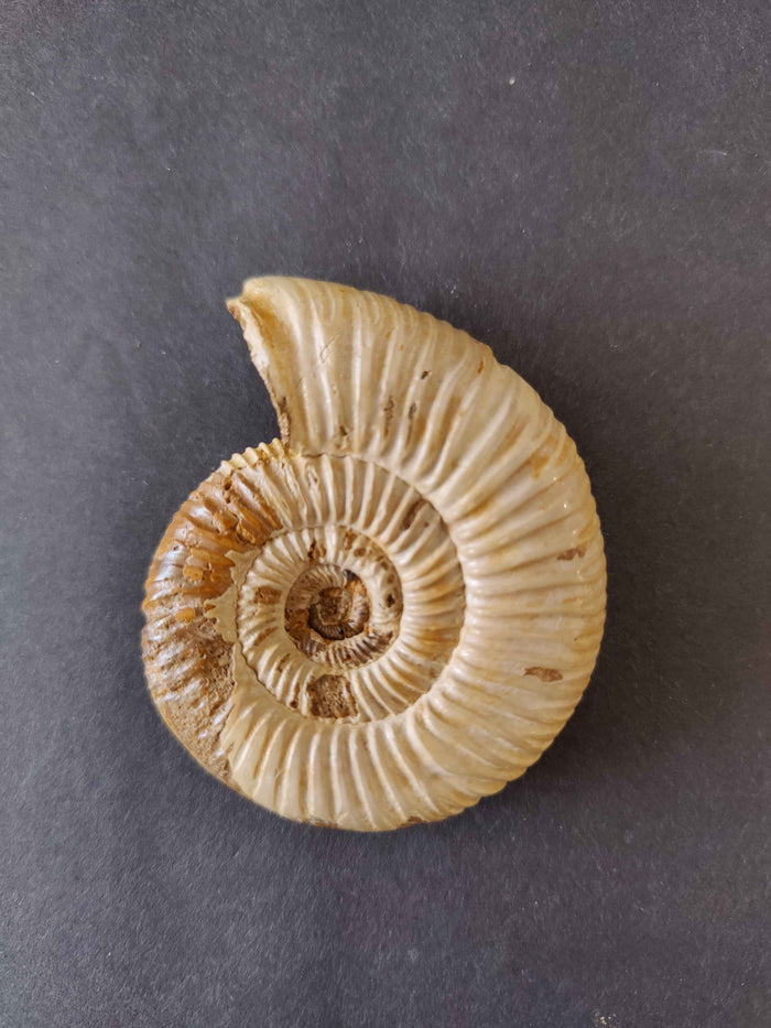 Torquatosphinctes Betsibokensis 2.75" 83g