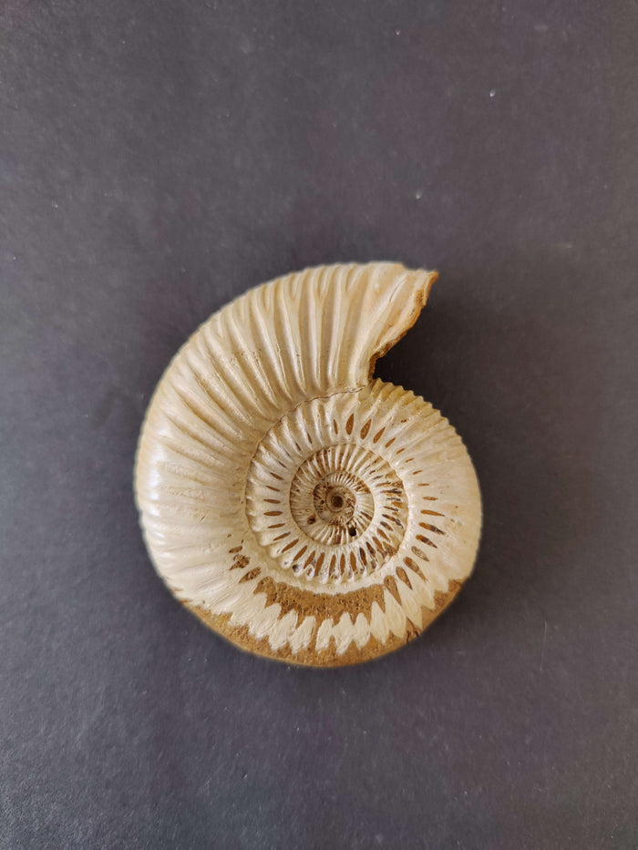 Perisphinctes 2.75" 79g