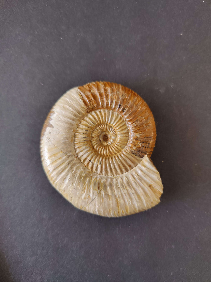Perisphinctes 2.75" 98g