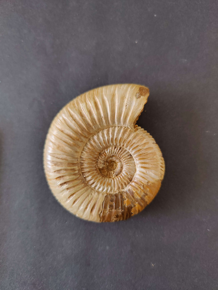 Perisphinctes 3" 101g