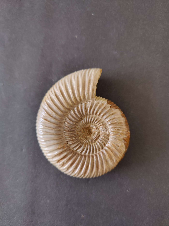 Perisphinctes 2.75" 97g