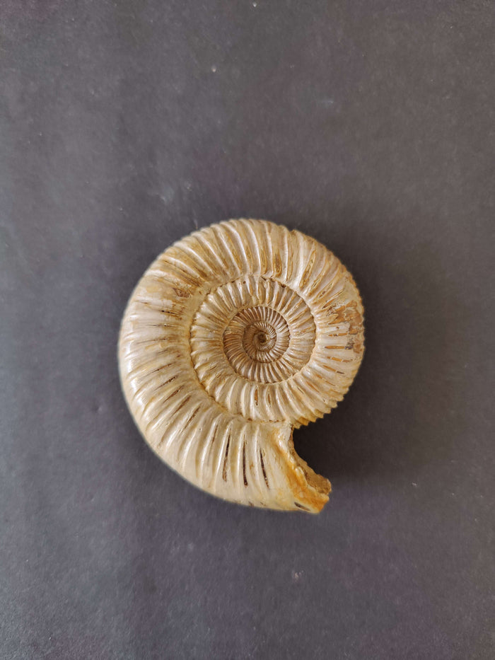 Torquatosphinctes Betsibokensis 2.75" 87g