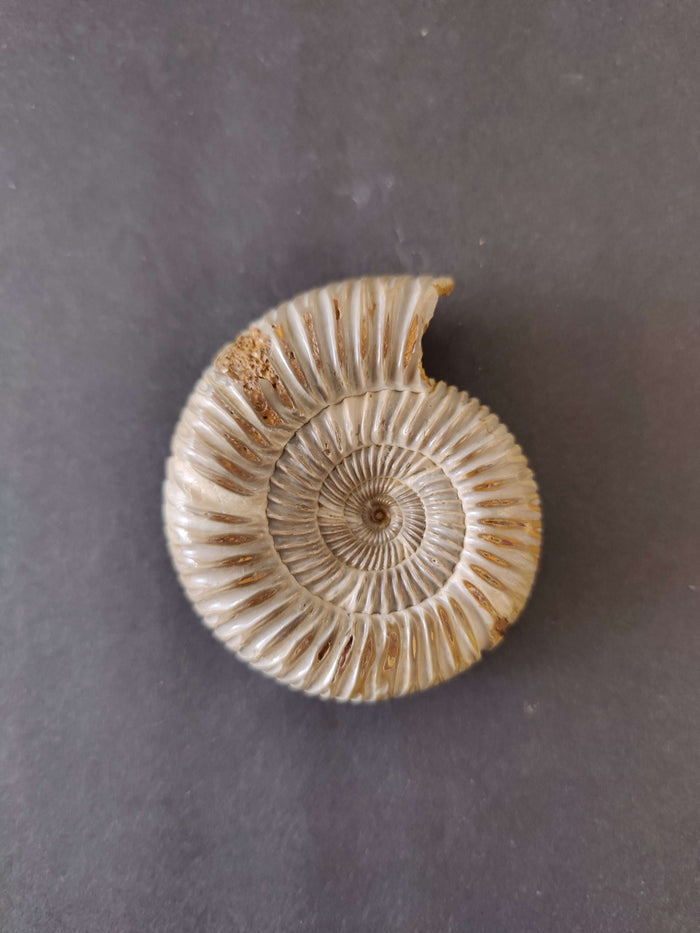 Dichotomosphinctes 2.75" 120g