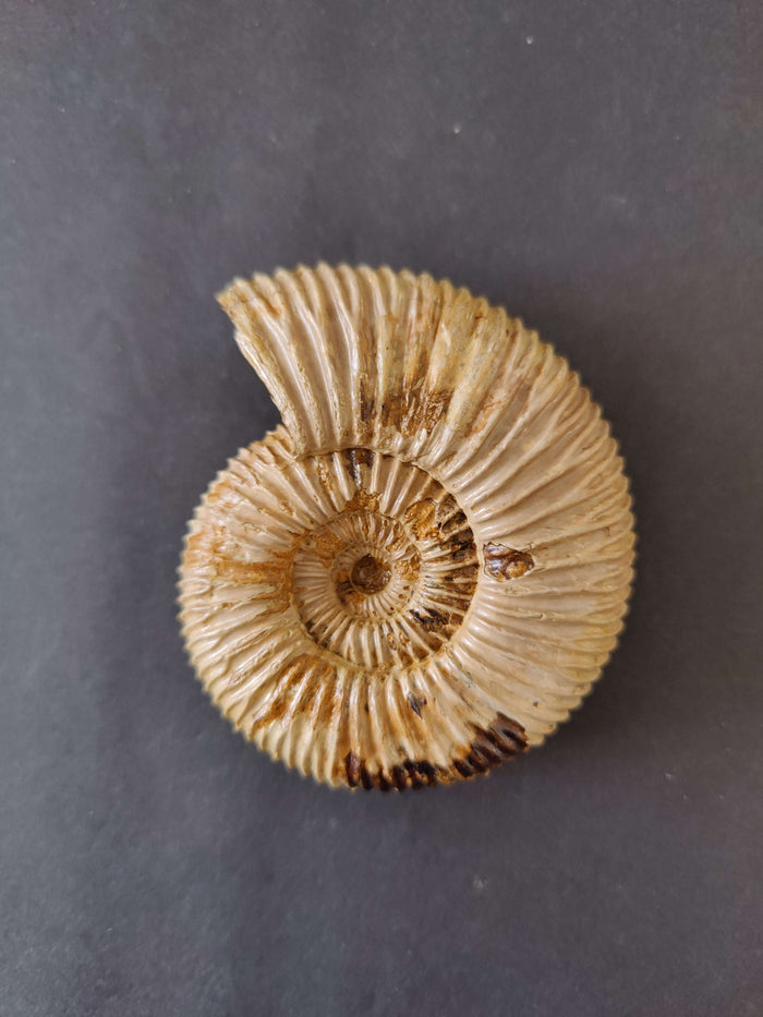 Torquatosphinctes Betsibokensis 3.25" 149g