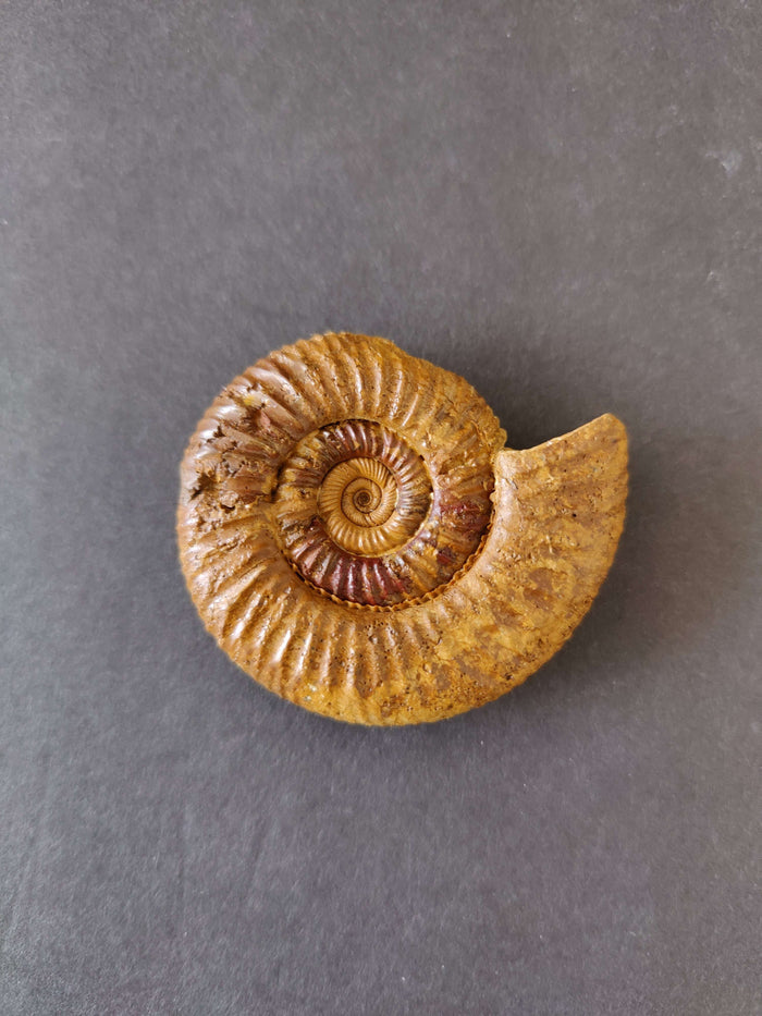 Polished Ammonite Fossil, Late Jurassic, Madagascar - Smokin Resin Company