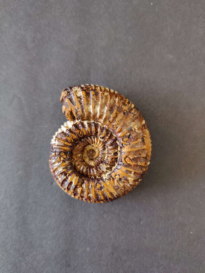 Polished Ammonite Fossil, Late Jurassic, Madagascar - Smokin Resin Company