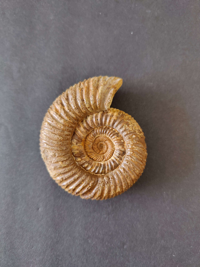 Polished Ammonite Fossil, Late Jurassic, Madagascar - Smokin Resin Company
