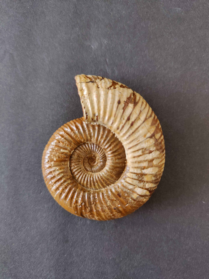 Polished Ammonite Fossil, Late Jurassic, Madagascar - Smokin Resin Company