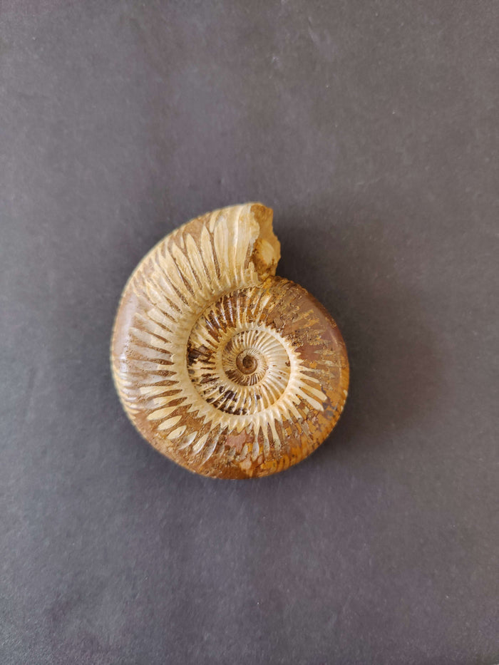 Polished Ammonite Fossil, Late Jurassic, Madagascar - Smokin Resin Company