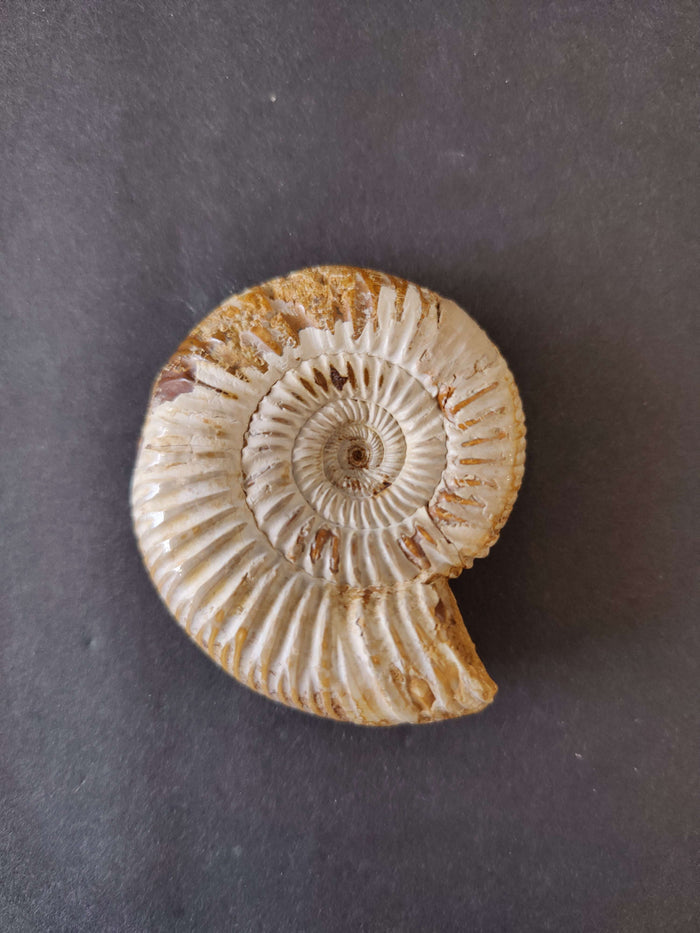 Polished Ammonite Fossil, Late Jurassic, Madagascar - Smokin Resin Company