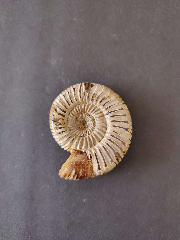 Polished Ammonite Fossil, Late Jurassic, Madagascar - Smokin Resin Company