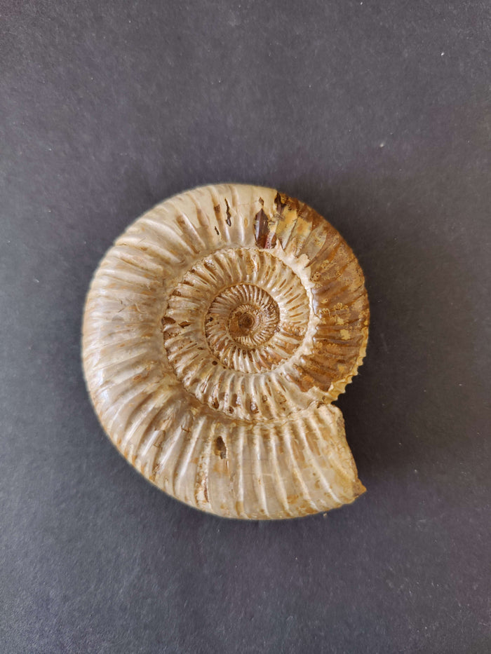 Perisphinctes 3" 105g