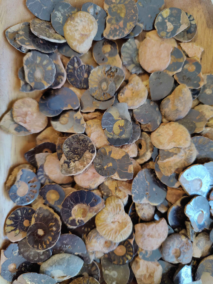 Polished Ammonite Slice - Smokin Resin Company