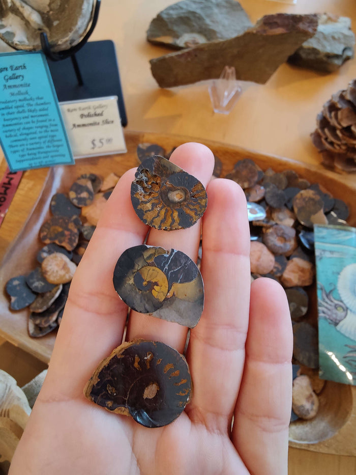 Polished Ammonite Slice - Smokin Resin Company