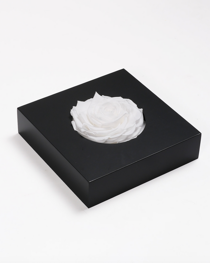 Ivory White