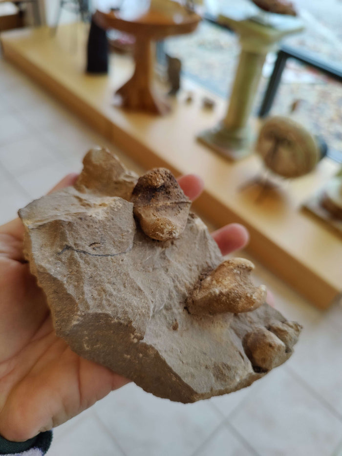 Rough Gastropod Large - Smokin Resin Company