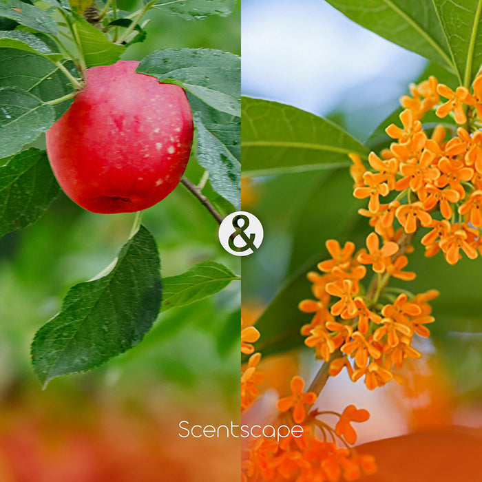 SCENTSCAPE - Apple & Osmanthus 30 sticks