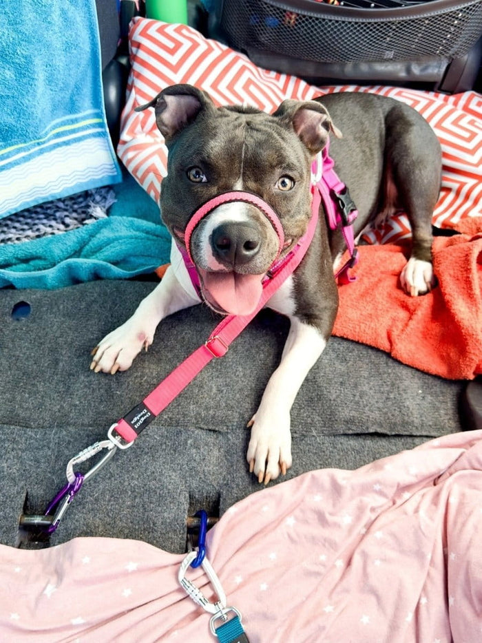 Dogtraining101 Self Locking Duel connector Seat Belt Restraint - Hot Pink