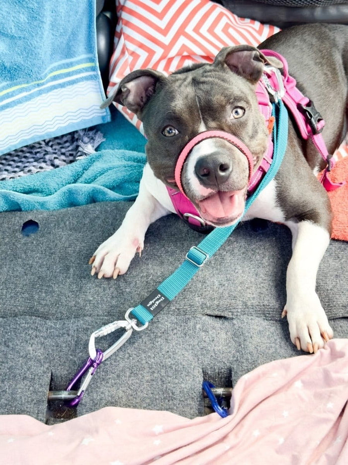 Dogtraining101 Self Locking Duel connector Seat Belt Restraint - Teal