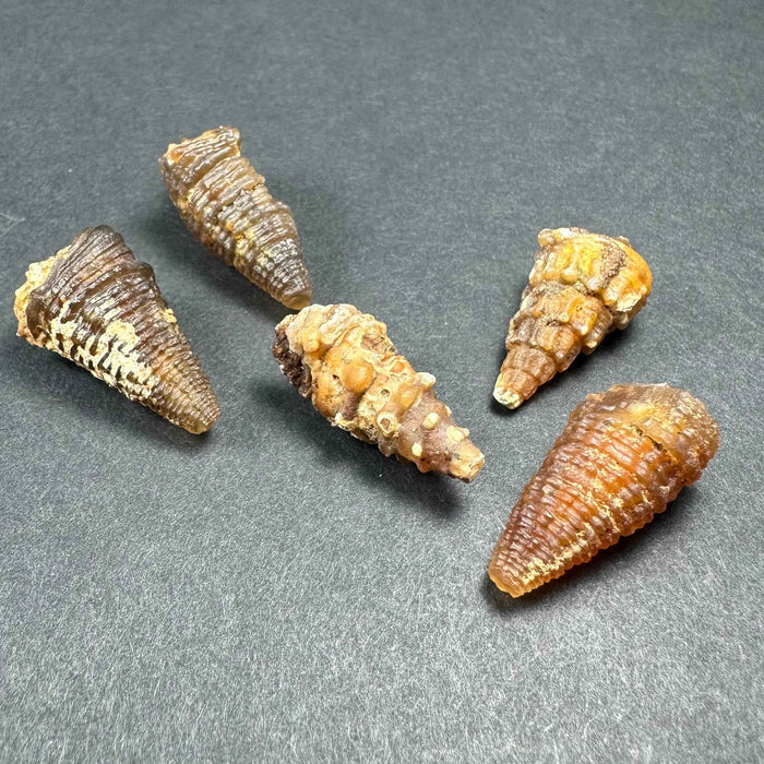 Agatized Gastropod