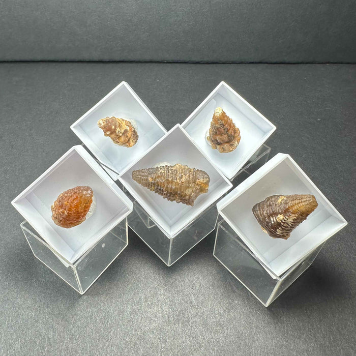Thumbnail Specimens in Acrylic Box from Morocco - Smokin Resin Company