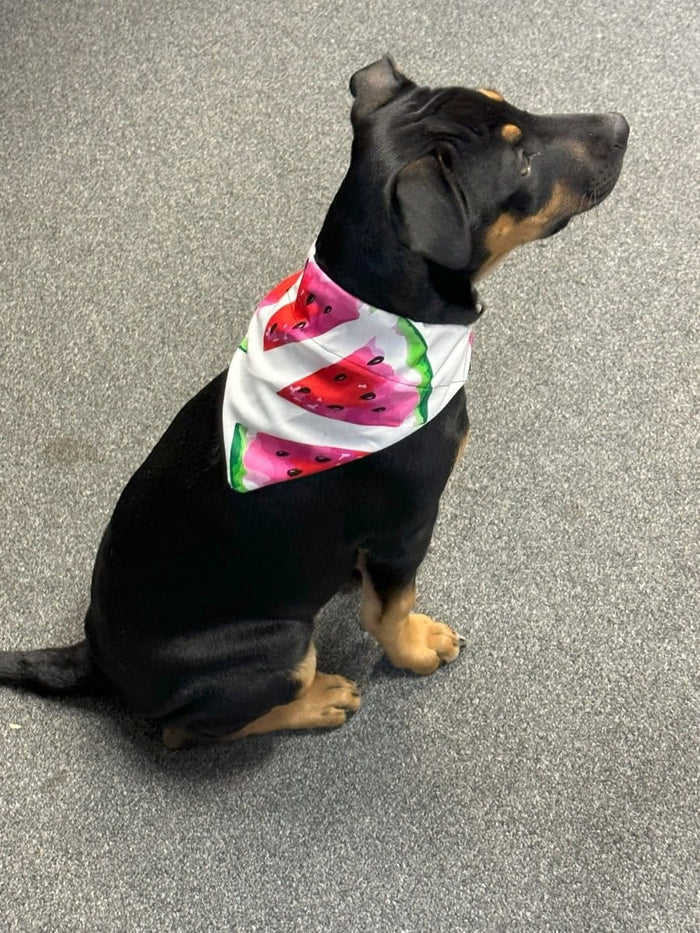 Dogtraining101 Watermelon Slices Bandana