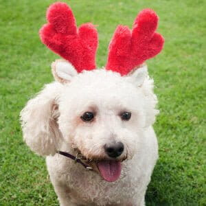 Zippy Paws Zippy Paws Xmas Antlers